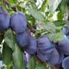 Columnar Plum (Prunus domestica) TOPPER®