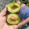 Plum (Prunus domestica) TOPTASTE®