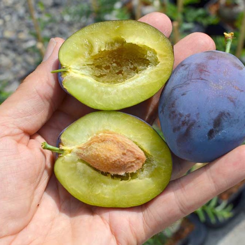 Plum (Prunus domestica) TOPTASTE®