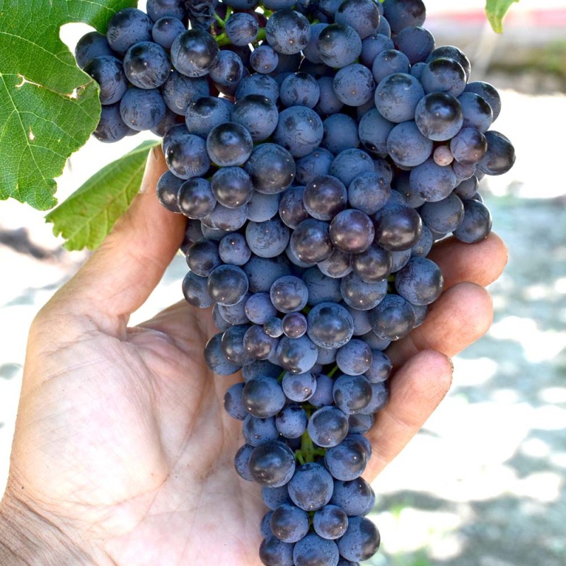 PAMYATI DOMBOVSKOY Seedless Table Grape Vine