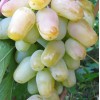 GORDEY Table Grape Vine