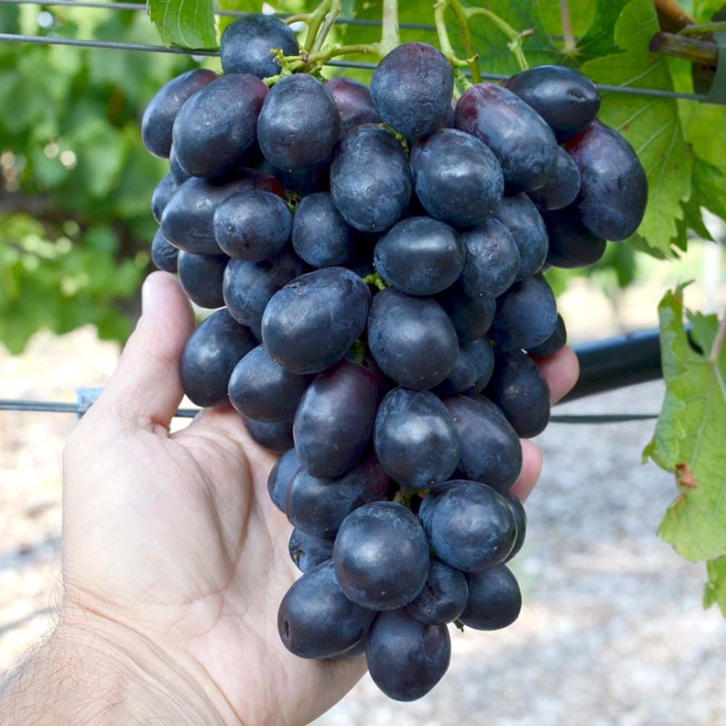 MATADOR Table Grape Vine
