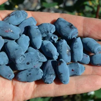 Blaubeere (Lonicera caerulea) AURORA®