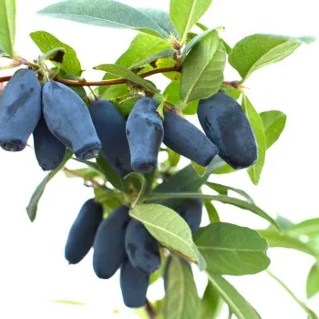 Blaubeere (Lonicera caerulea) BAKTSCHARSKI VELIKAN®