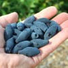 Zemolez (Lonicera caerulea) JUGANA®