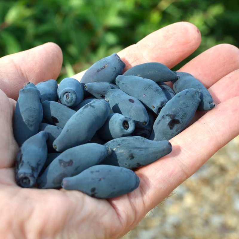 Zemolez (Lonicera caerulea) JUGANA®