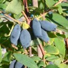 Zemolez (Lonicera caerulea) VOSTORG®