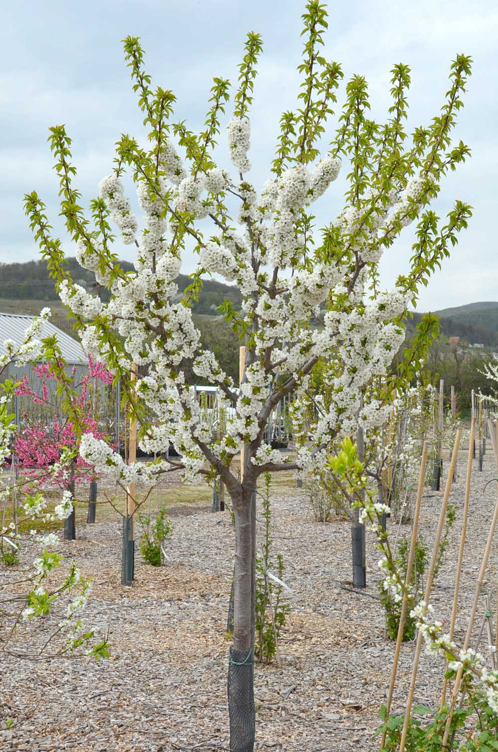 Sweet cherries on the GiSelA 5 rootstock