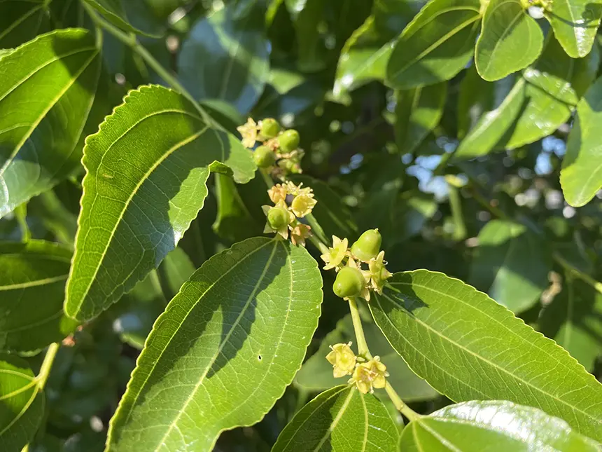 Blühende Blüten und junge Früchte an einem Jujube-Trieb Blühende Blüten und junge Früchte an einem Jujube-Trieb